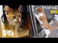 &quot;Please Take Me In” Stray Cat Keeps Coming Back For Help | Before &amp; After Makeover Ep 65