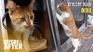 &quot;Please Take Me In” Stray Cat Keeps Coming Back For Help | Before &amp; After Makeover Ep 65
