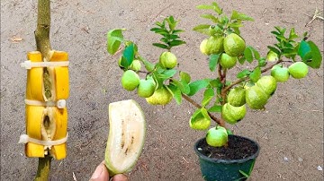 Best Natural Banana Rooting Hormone For Propagation Guava Tree Growing Fast Use Banana Fruit