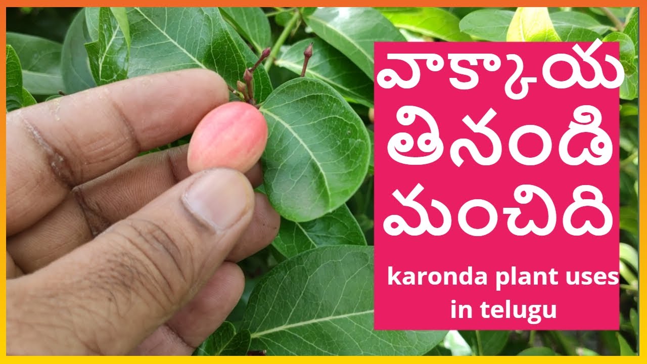 వాక్కాయ లోని ఔషద గుణాలు karoanda plant uses in telugu వాక్కాయ తింటే మంచిది YouTube