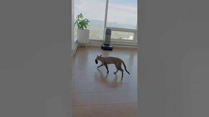 Watch the video about Savannah Kitten Jumping Skills