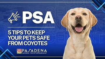 PSA: 5 Tips to Keep Your Pets Safe from Coyotes