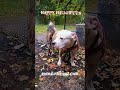 luxuryanimalfriendz@gmail.com No Happy Halloween 🎃👻