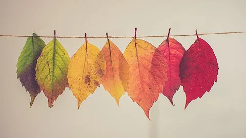 Fall Leaf Banners
