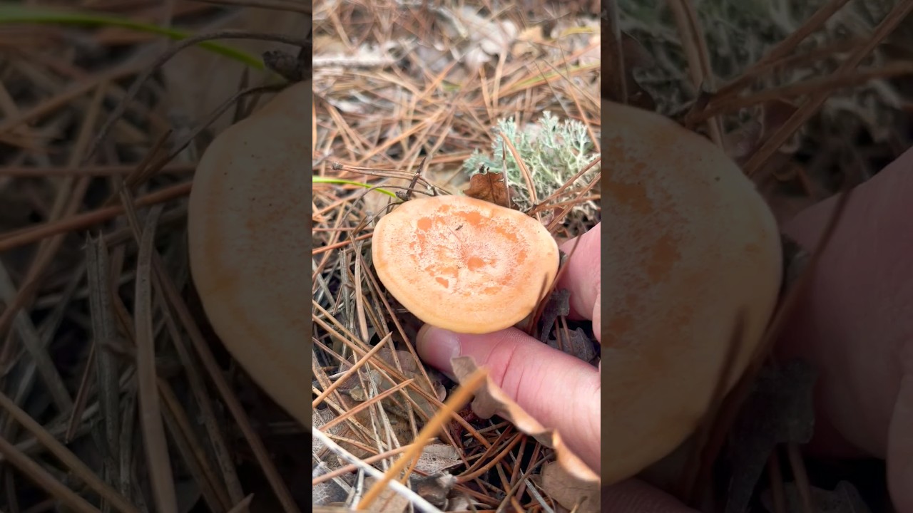 Опасный для жизни "Рыжик" Млечник ксантогалактус🖖🧟♂️ Lactarius xanthogalactus. Волнушка