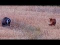 Adorable Foxes and Badgers Play Together