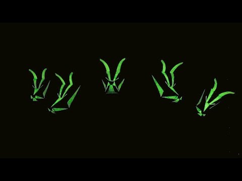 Fluorescence Video