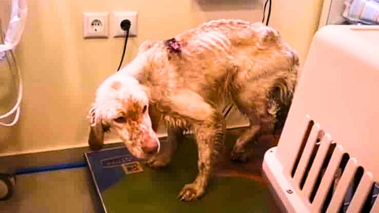 An Abandoned Hunting Dog Is Saved Just In Time