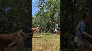 Behind the scenes of getting my Saint Bernard foster dog to run for the camera