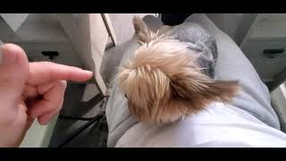 My Yorkie Is Obsessed with Me! by Gracie Yorkie Puppy Dog 855 views 1 year ago 1 minute, 35 seconds