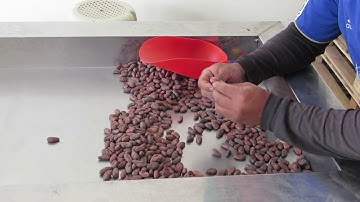 Royal Cacao Hand Selection of Cacao Beans