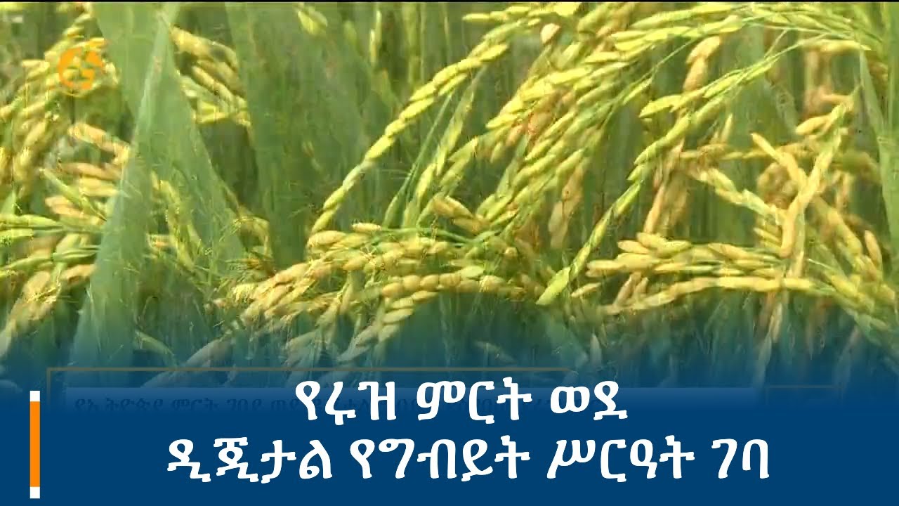 የሩዝ ምርት ወደ ዲጂታል የግብይት ሥርዓት ገባ - YouTube
