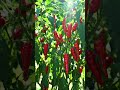 chilli plant|#short #chilli