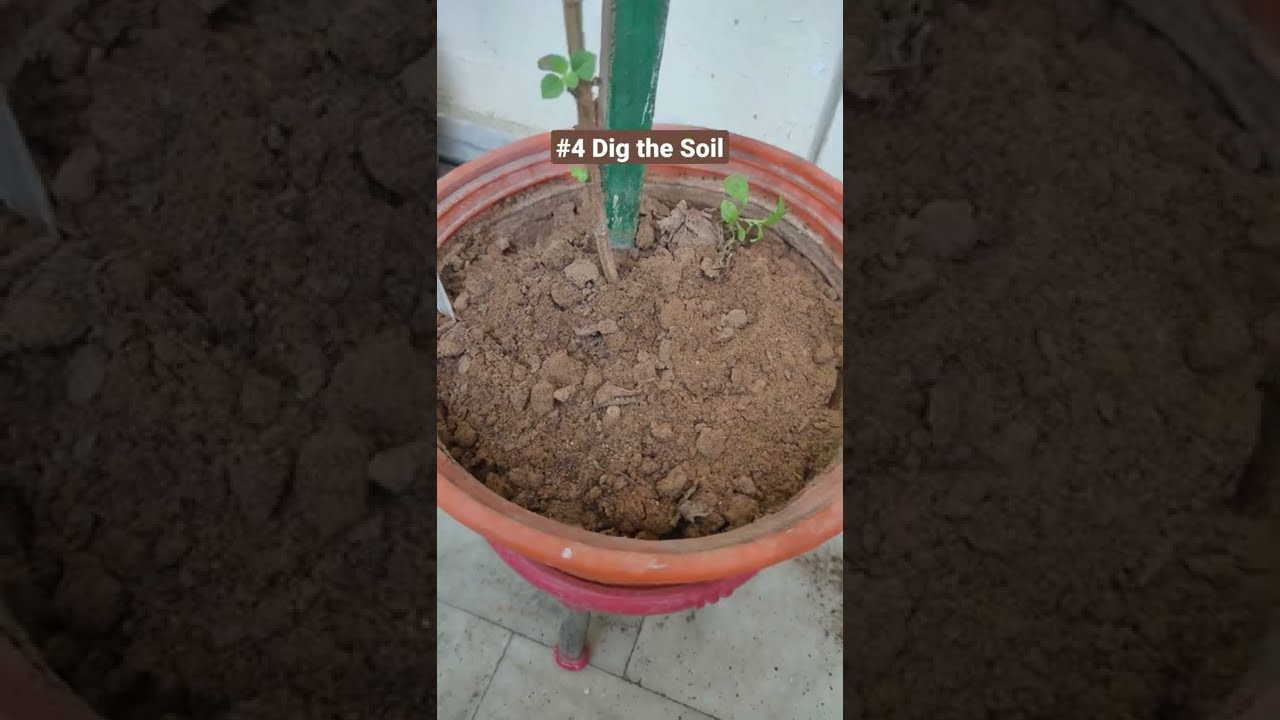 How To Revive Tulsi Holy Basil After Harsh Winters Bring Your Back Life Gardening