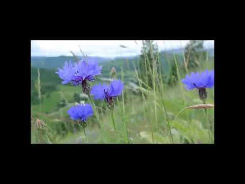 Video: Blaue Kornblume - Anbau Und Verwendung Für Medizinische Zwecke