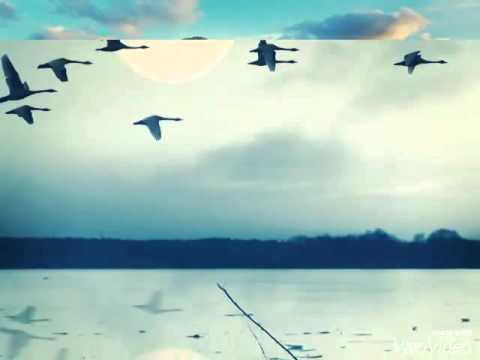 წეროებს