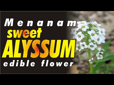 Video: Menjaga Tumbuhan Alyssum Manis: Cara Menanam Alyssum Di Taman