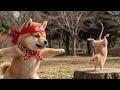 まめ、最強チュウタに挑む！