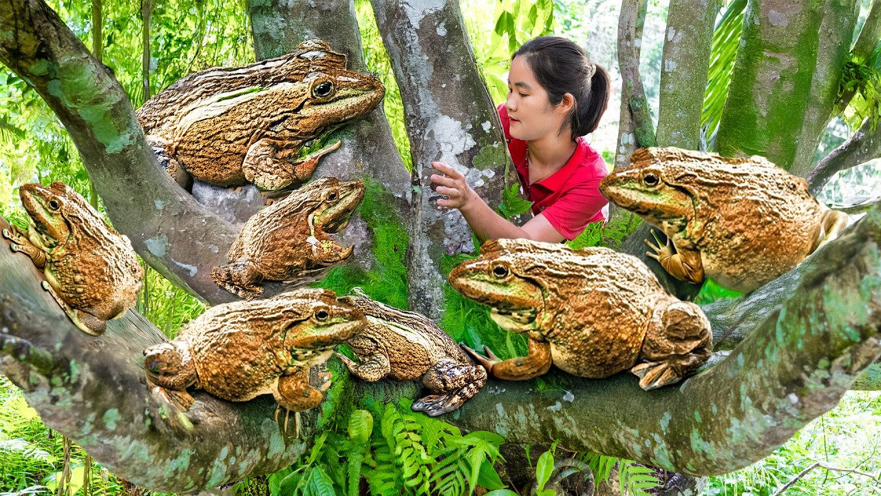 Harvesting 1000kg of Frogs in Wild, Fresh Eels - Bring them to countryside market to sell