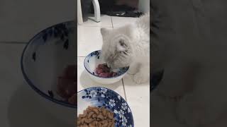 Kucing - Cat - 猫 - 22