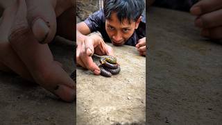 Cute giant african millipede pyramid #shorts #millipede Cute giant african millipede pyramid #shorts #millipede