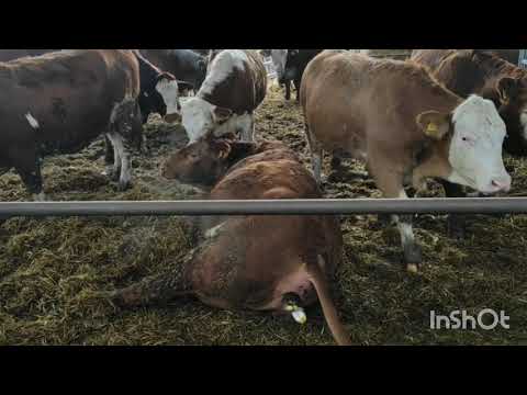 Video: Prečo Kravy Neustále Prežúvajú?