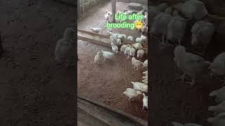 life after brooding. #chicken