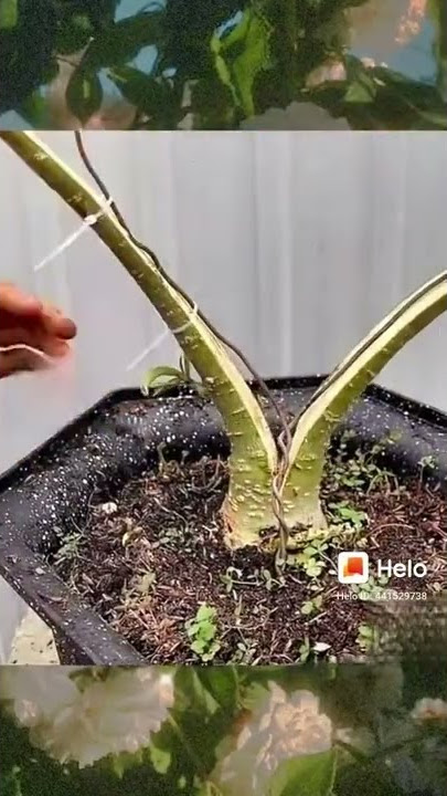 cara membuat bunga Kamboja dalam bentuk yang menarik