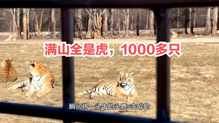 實拍東北虎林園基地，整座山頭1000多隻老虎，第一次見這麼多猛獸 - 天天要聞