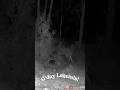 Deer at night in the rain