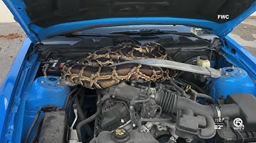 10-foot python found under hood of Mustang in Broward County