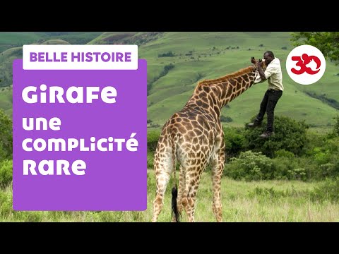 Vidéo: Critique D'une Femme Pour Avoir Chassé Une Girafe