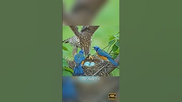 Predator vs prey — birds defending nest in cinematic slow motion