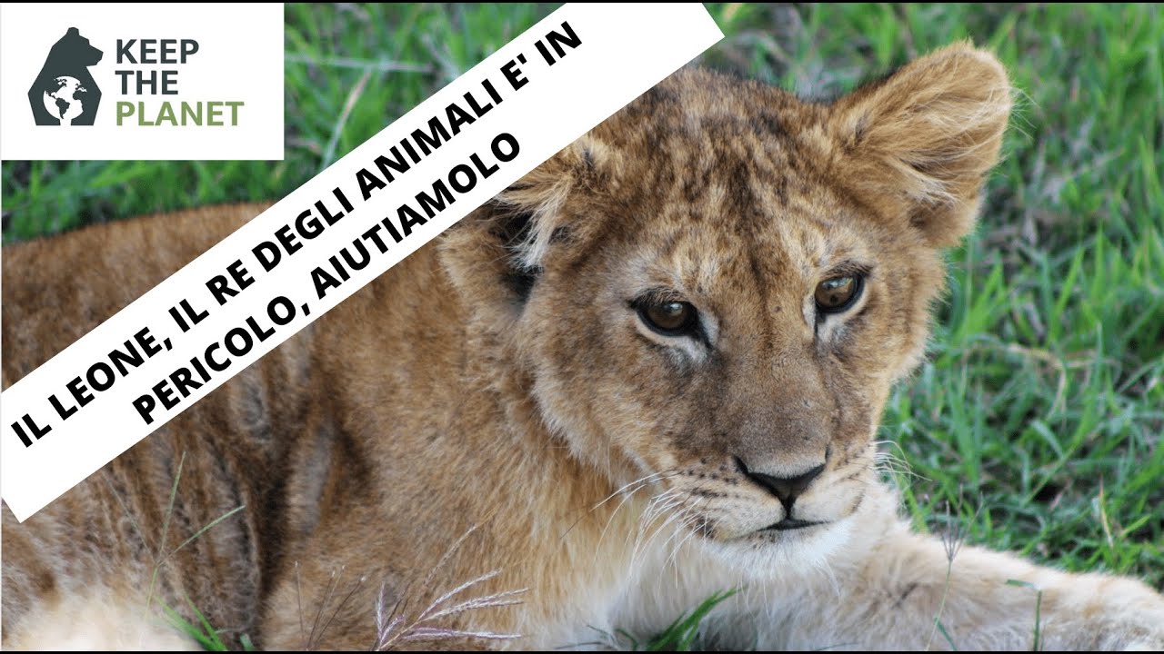 (EP.8) Il leone, il re della foresta è in pericolo - YouTube