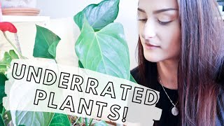 UNDERRATED HOUSEPLANTS IN MY COLLECTION 2020 | Changes to My YouTube Channel | New Camera