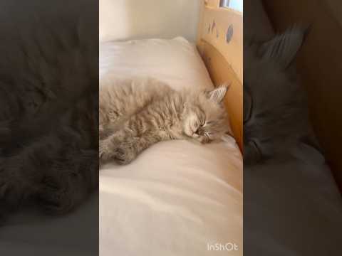 نوم مفاجئ هتضحك قطط كوميديات اكسبلور