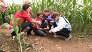The Great Pumpkin Farm- Corn Maze!