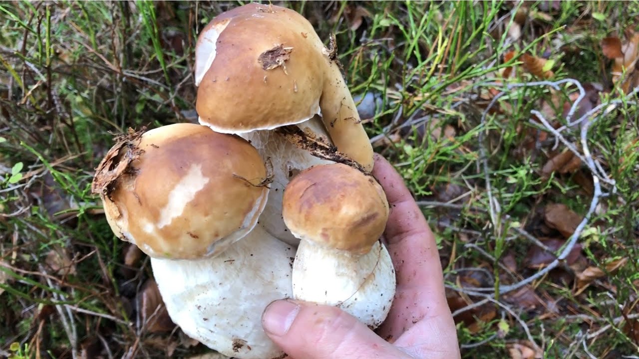 Funghi Porcini 2020 Repubblica Ceca, bianchi e di qualità. YouTube