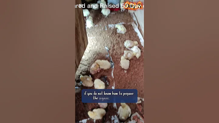 Day5 of 8 weeks: Organic Medication & Feed Planning | How I Raised 50 Broilers #broilerfarming #food