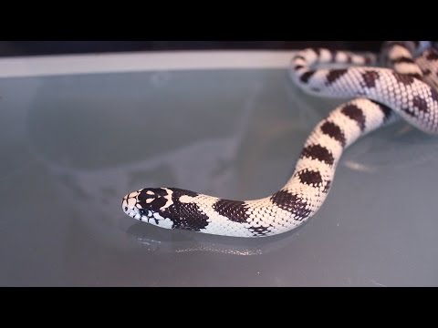 Vidéo: California Kingsnake - Lampropeltis Californiae Race De Reptiles Hypoallergénique, Santé Et Durée De Vie