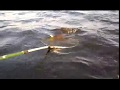 Ловля щуки на реке Днепр!!!   //  Pike fishing on the Dnieper river!