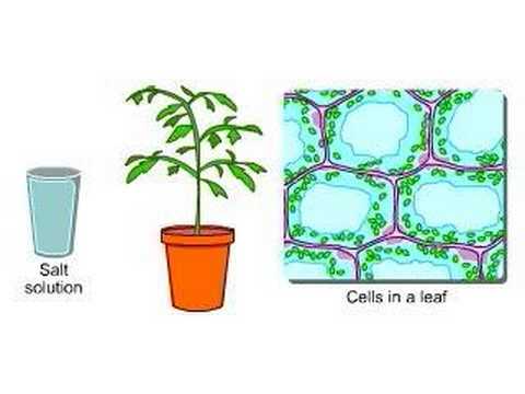 Video: Hvad er processen for planter, der producerer vanddamp?