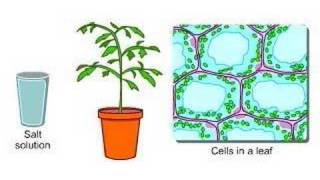 Plants and Osmosis