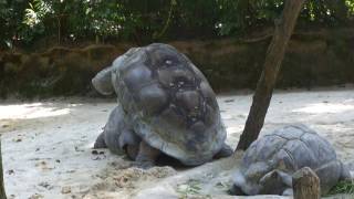 Спаривание Черепах  в брачный период в зоопарке Сингапура