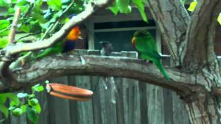 Rainbow Lorikeet, Wattle Bird Fight, EZ209HD Small Wonder 2011.avi