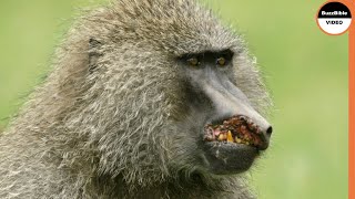 Baboon Regrets Attacking Kings