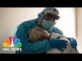 Covid Becomes The Leading Cause Of Death In The U.S. | Meet The Press | NBC News