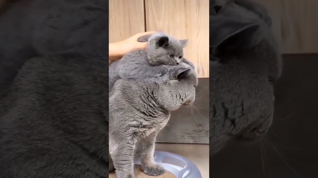 Kitty cat new dance 🐾🍼 #shotrs
