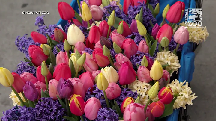 Cincinnati Zoo's expert shares ideas for flowers o...