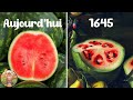 Regardez  quoi ressemblait ces fruits et lgumes avant